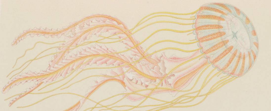 Catalogue 95 - Invertebrates -Header