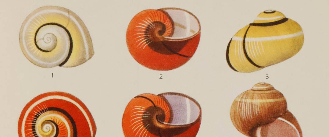 Malacology List 21 -Header