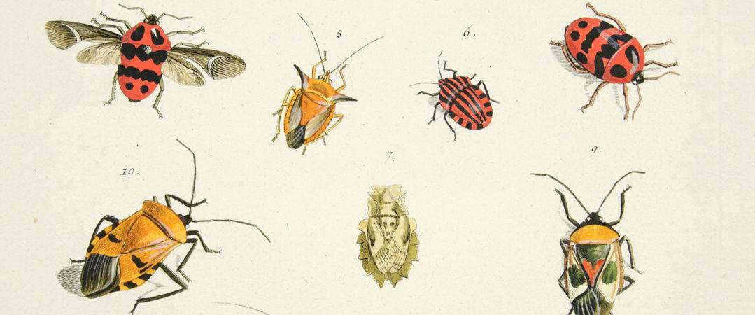 Entomology List 1 -Header