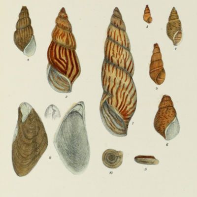 Malacology List 18 - thumbnail