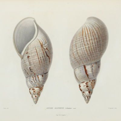 Malacology List 21 - thumbnail