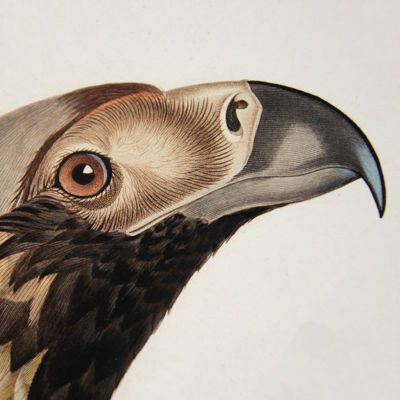 Ornithology List 2020 - thumbnail