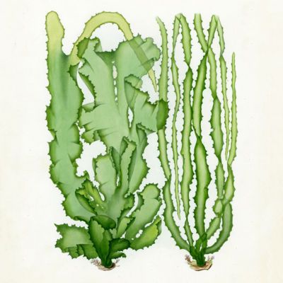 image for Algae