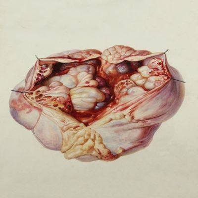 image for Anatomy Prints