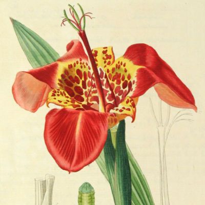 image for Botany Prints