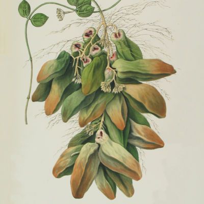 image for Botany