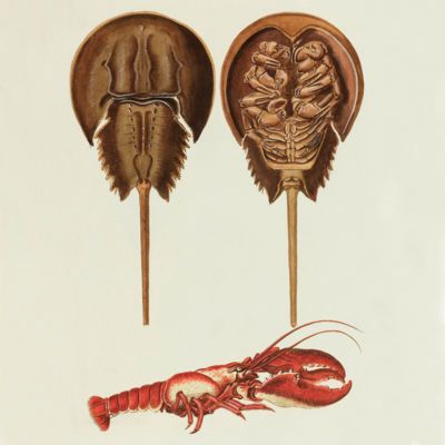 image for Crustacea