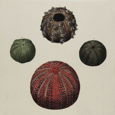 image for Echinodermata