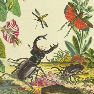 image for Entomology
