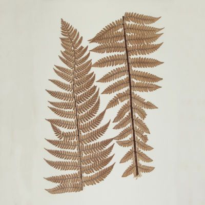 image for Fern Prints