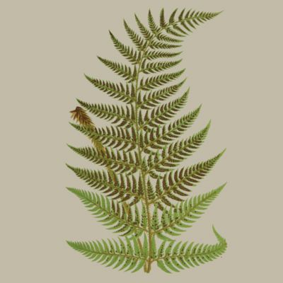 image for Ferns - Horsetails