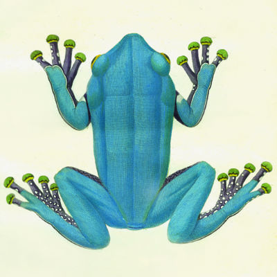 image for Frogs - Toads