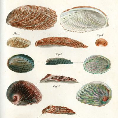 image for Gastropoda