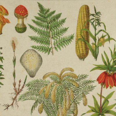 image for General Botany