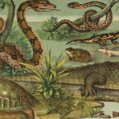 image for General Herpetology