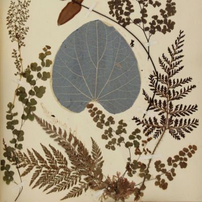 image for Herbaria