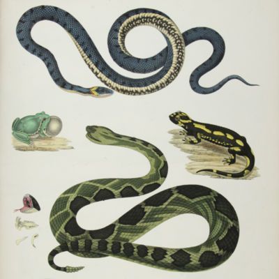 image for Herpetology
