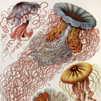 image for Invertebrates (others)