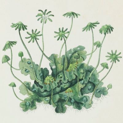 image for Liverworts