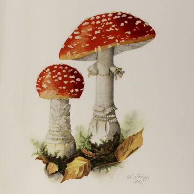 image for Mycology - Fungi - Mushrooms