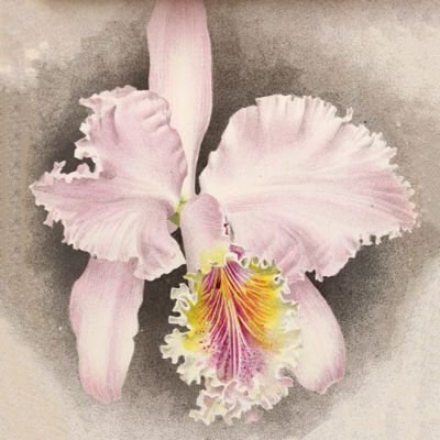 image for Orchids Prints