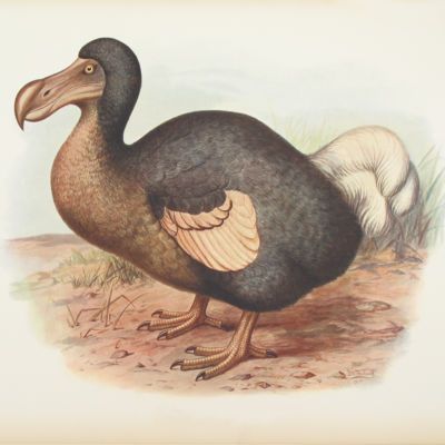 image for Ornithology