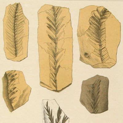 image for Palaeobotany