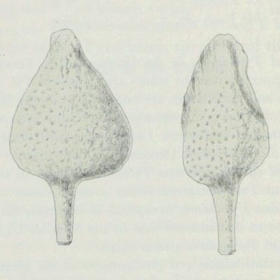 image for Palaeogene