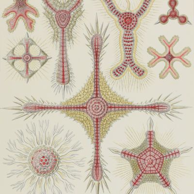 image for Radiolaria