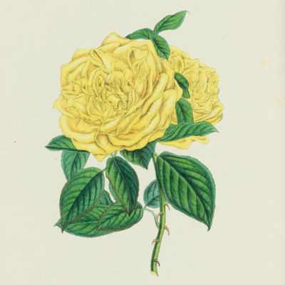 image for Roses