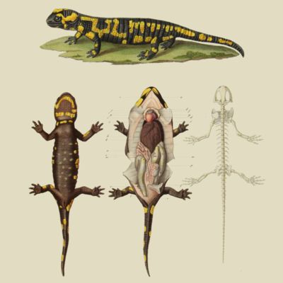 image for Salamanders
