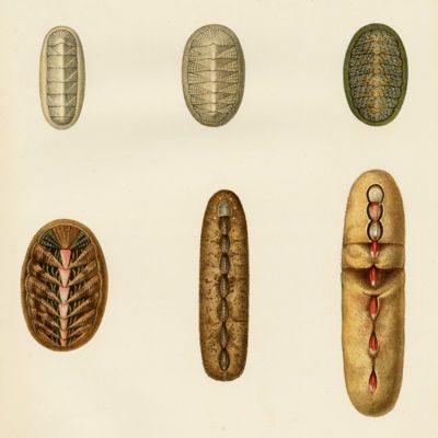 image for Small Groups Malacology