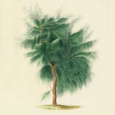 image for Trees