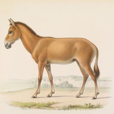 image for Ungulates