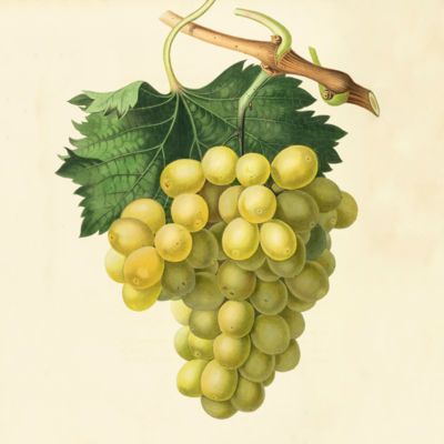 image for Viticulture - Wine - Grapes