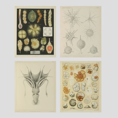 Ergebnisse der Plankton-Expedition der Humboldt-Stiftung. [Complete].