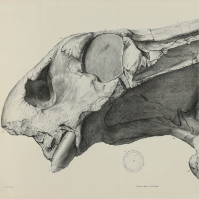 image for Descriptive and illustrated catalogue of the fossil Reptilia of South Africa in the collection of the British Museum.