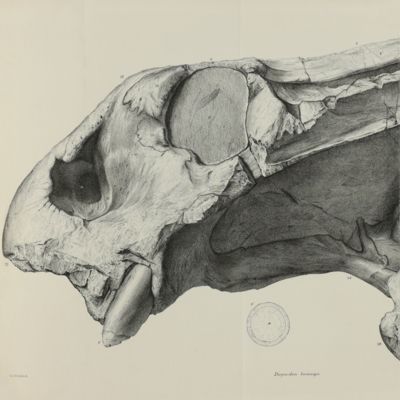 Descriptive and illustrated catalogue of the fossil Reptilia of South Africa in the collection of the British Museum.