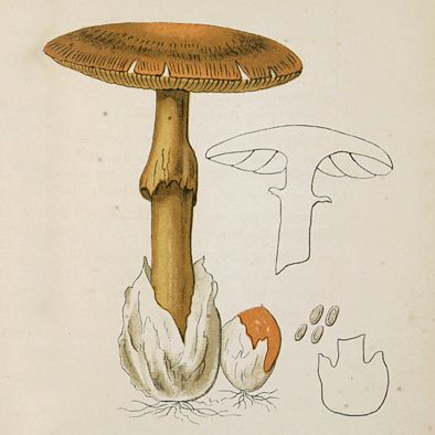 image for Les champignons supérieur du Tarn. Ouvrage couronné par l'Académie des Sciences de Toulouse (Medaillon d'or).