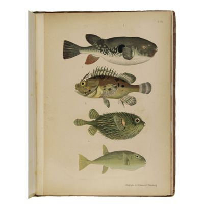 Atlas des poissons vénéneux et descriptions des ravages produits par eux sur l'organisme humain et des contre-poisons à employer. Atlas jadovitych ryb s opisaniem vida ich deistviia jada na organizm cheloveka i ukazaniem protivuiadii.