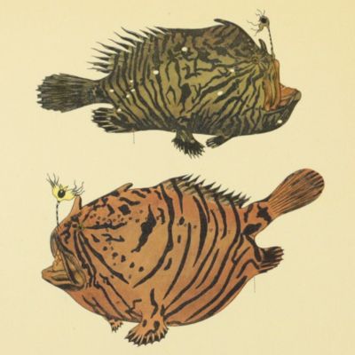 image for Iconographie ichtyologique de l'Indochine: Poissons des campagnes du "de Lanessan" (1925-1929). 1re partie.