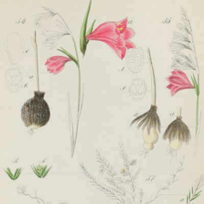 Flora Prussica. Abbildungen sämmtlicher bis jetzt aufgefundener Pflanzen Preussens. Dritte verbesserte und vermehrte Ausgabe.
