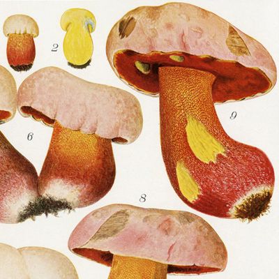 image for Die Pilze Mitteleuropas. Herausgegeben von der deutschen Gesellschaft für Pilzenkunde, der deutschen botanischen Gesellschaft, dem deutschen Lehrerverein für Naturkunde unter Redaktion von H. Kniep, Berlin, P. Claussen, Marburg und J. Baß, Stuttgart mit Verwertung des Nachlasses von Adalbert Ricken.