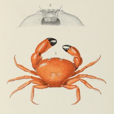 image for Catalogue des crustacés marins, recueillis aux Açores durant les mois d'Août et Septembre 1887.