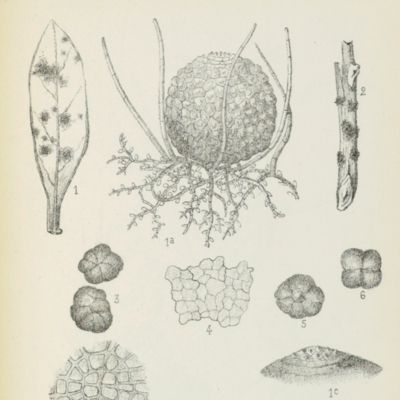 Contribution à l'étude des champignons inférieurs, famille des périsporiacées: le genre <em>Meliola</em>, anatomie, morphologie, systématique.