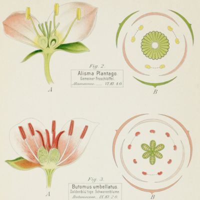 image for Blütendiagramme nebst Längsschnittbildern von ausgewählten einheimischen Blütenpflanzen, als Vertretern der Hauptabteilungen des natürlichen und des Linnéschen Pflanzensystems zur Einführung in das Verständnis des Blütenbaues und als Muster für das Diagramm-Zeichnen.