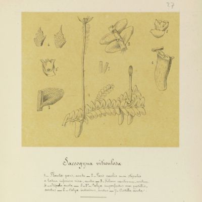 image for Synopsis Hepaticarum. Descriptiones Jungermanniarum. [Original Manuscript].