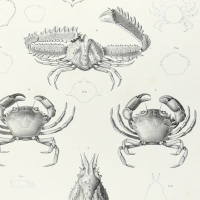 Mémoires pour servir à l'histoire naturelle de Mexique, des Antilles et des États-Unis. Ire livraison. Mémoire sur divers crustacés nouveaux du Mexique et des Antilles.