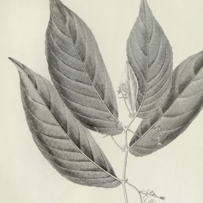 image for On Cyrtandreae. From Horsfield's <em>Plantae Javanicae rariores</em>. [Preprint or "preissue"].