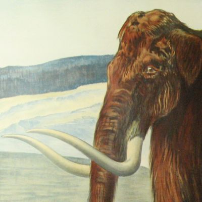 image for Mammoth - Mammut - <em>Elephas primigenius</em> Blum.